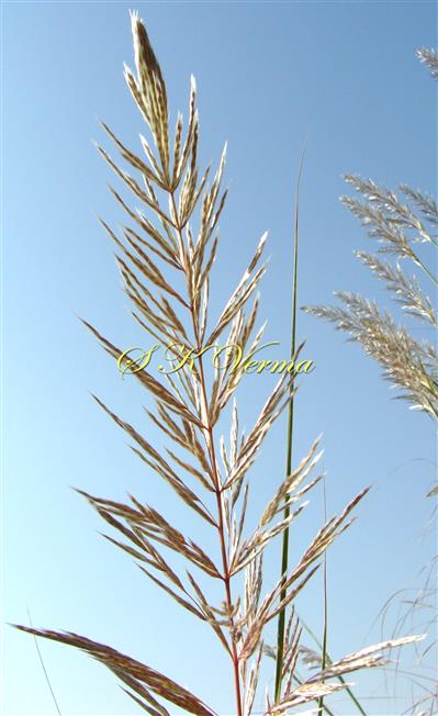  Inflorescence- a part- bearing racemes